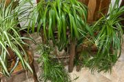 Spider plants