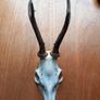 6 roe deer skulls Image 5
