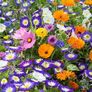 (C) Royal Ensign Seeds 2g (446951) Image 4