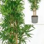 QUICK SALE (Moving out SALE) - Large Faux Bamboo Plant & Grey Floor Vase (Dublin 13) Image 2