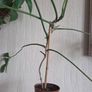 Philodendron glad hands Image 6