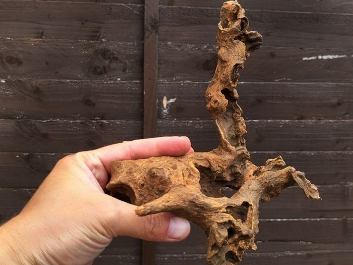 Small Bogwood