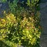 shrubs. Bay leaves Image 2