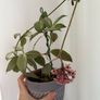 Blooming hoya carnosa Image 2
