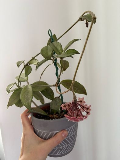 Blooming hoya carnosa