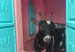 Pygmy goat female -