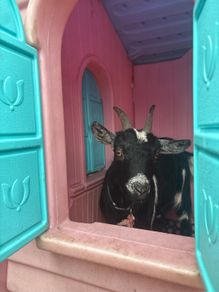 Pygmy goat female -