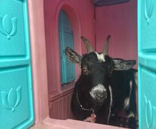 Pygmy goat female -