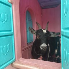 Pygmy goat female -