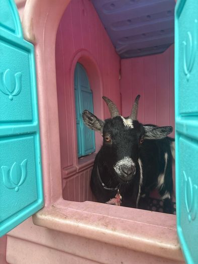 Pygmy goat female -