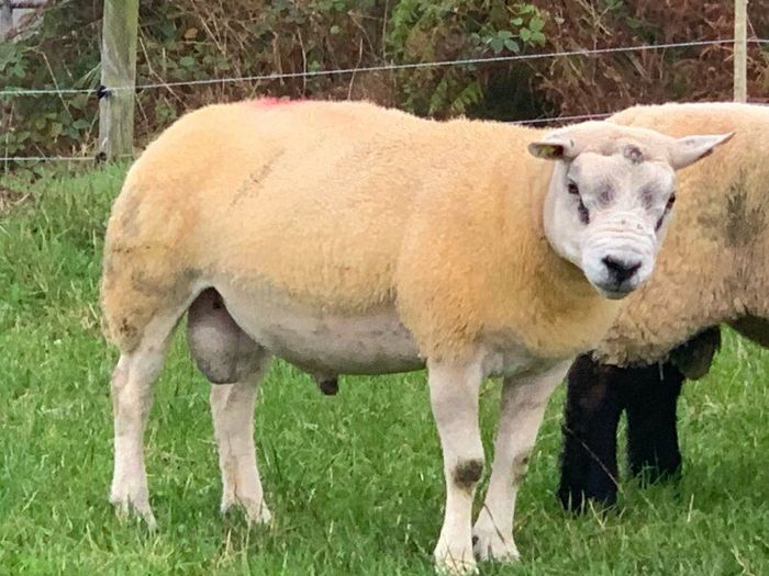 Pedigree Registered Suffolk & Texel Rams