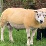 Pedigree Registered Suffolk & Texel Rams Image 5