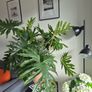 Philodendron Image 2