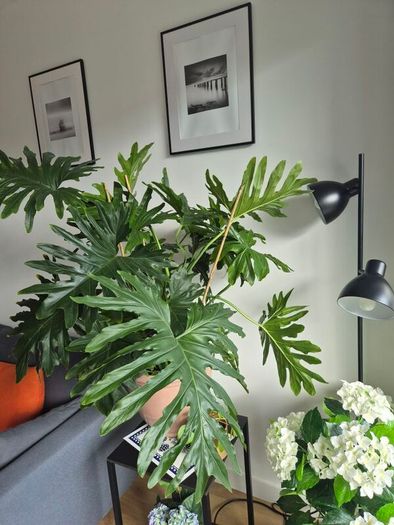 Philodendron