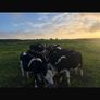 Hereford Weanlings Heiferes No Movements Image 6