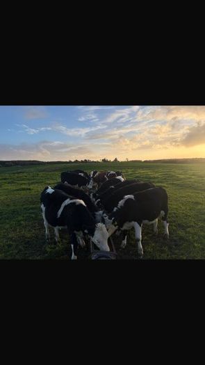Hereford Weanlings Heiferes No Movements