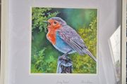 Baby Robin | FineArt Print | framed