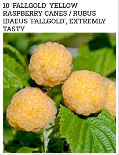 Yellow Big Raspberry plant