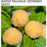 Yellow Big Raspberry plant Image 3