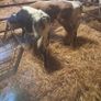 Calfs Image 2