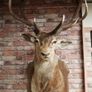 Large Vintage Taxidermy Red Deer Stag Bust Image 2