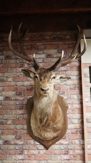 Large Vintage Taxidermy Red Deer Stag Bust
