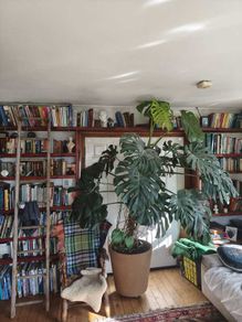 Monstera plant large