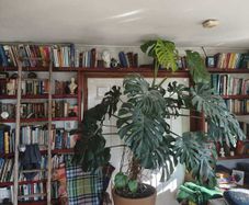 Monstera plant large