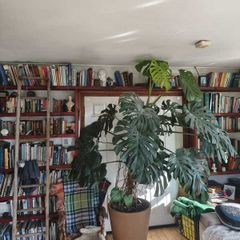 Monstera plant large