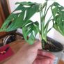 Variegated Monstera Adansonii Image 2