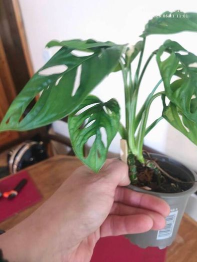 Variegated Monstera Adansonii