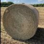 Hay for sale Image 2