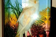 Rare Taxidermy Owl by Rohu &amp; Sons Cork
