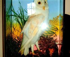 Rare Taxidermy Owl by Rohu & Sons Cork