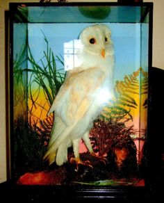Rare Taxidermy Owl by Rohu & Sons Cork