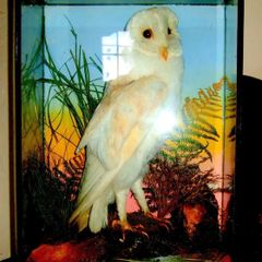 Rare Taxidermy Owl by Rohu & Sons Cork