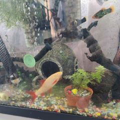 albino rainbow