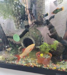 albino rainbow