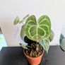 Anthurium Clarinervium Plant Image 5