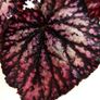 Begonia Image 2