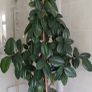 a lovely rubber plant Image 2