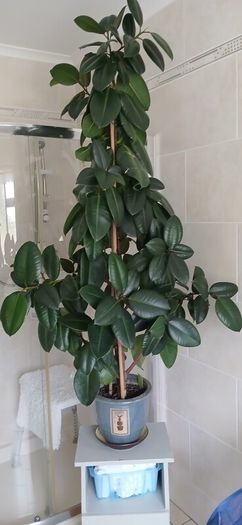 a lovely rubber plant