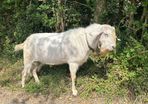 Stolen Buck Goat