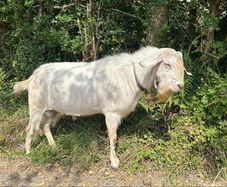 Stolen Buck Goat