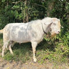 Stolen Buck Goat