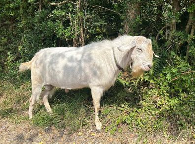 Stolen Buck Goat