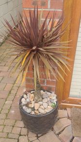 Palm Tree