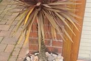 Palm Tree