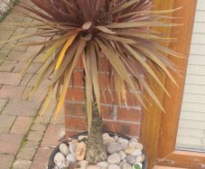 Palm Tree
