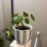 Money Plant Pilea Image 3